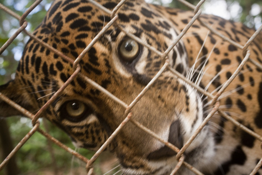 Detail of Jaguar in Costa Rica by Anonymous