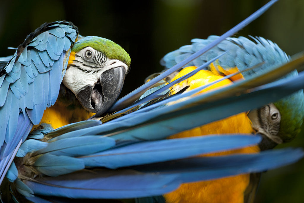 Detail of Blue-and-gold Macaws at Zoo Ave Park by Anonymous