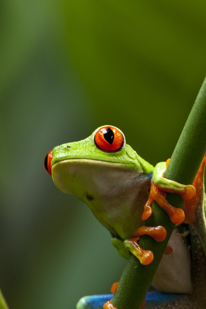 Detail of Red-eyed tree frog on stem by Corbis