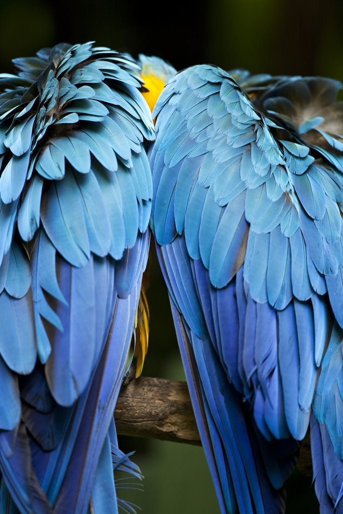 Detail of Two blue and gold macaws by Anonymous