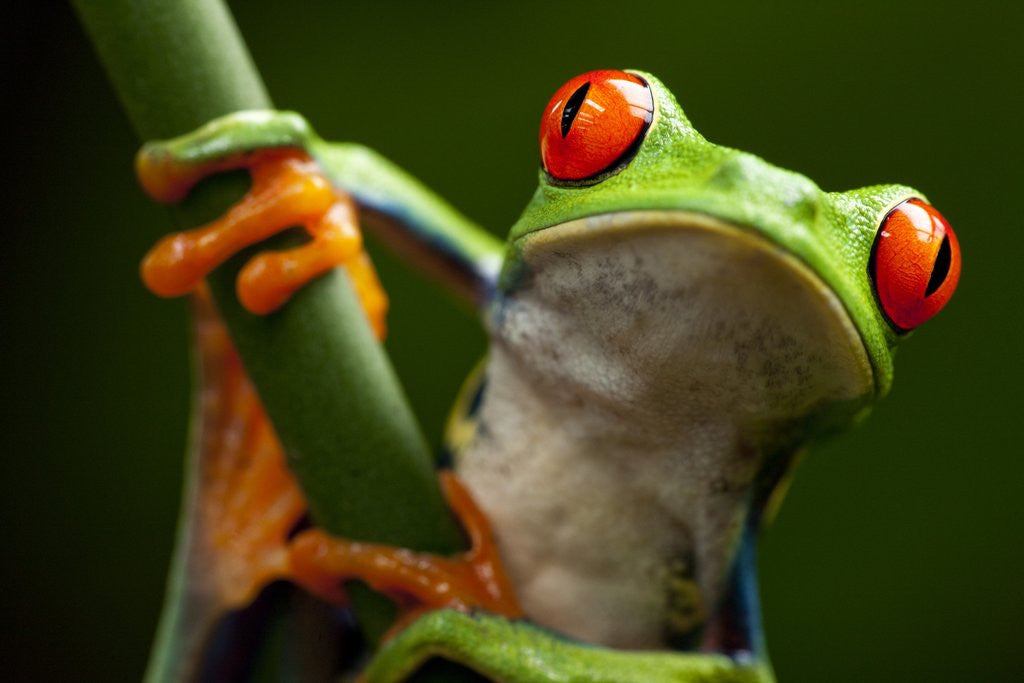 Detail of Tree Frog in Costa Rica by Anonymous