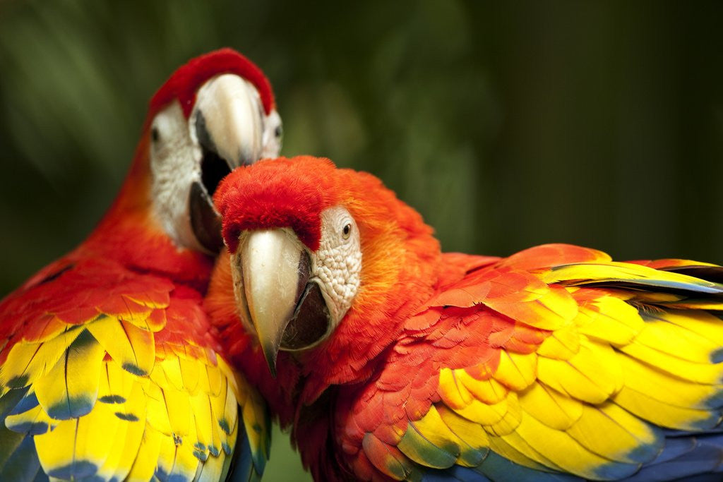 Detail of Scarlet Macaws at Zoo Ave Park, Outside San Jose by Anonymous