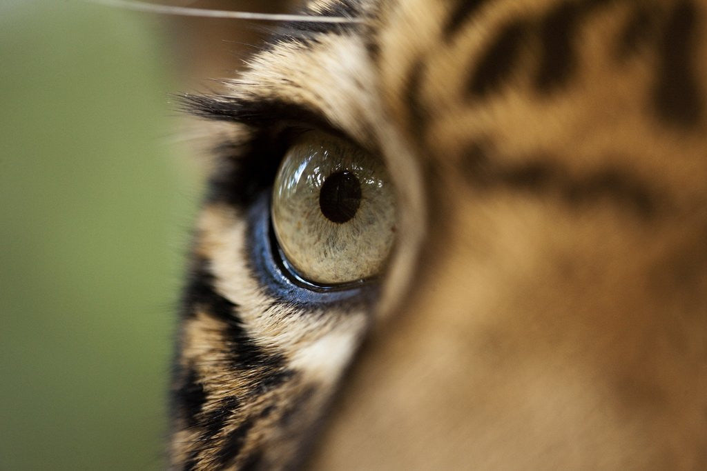 Detail of Captive Jaguar at Las Pumas Rescue Shelter by Anonymous