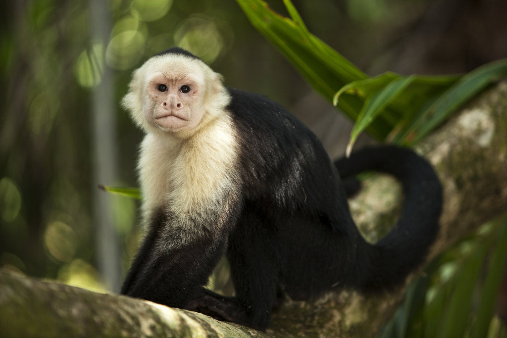 Detail of White-Faced Capuchin in a Tree in Manuel Antonio National Park by Anonymous