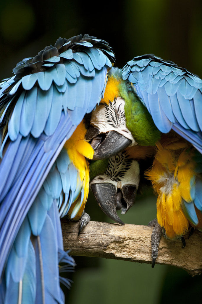 Detail of Blue-and-gold Macaws at Zoo Ave Park by Anonymous