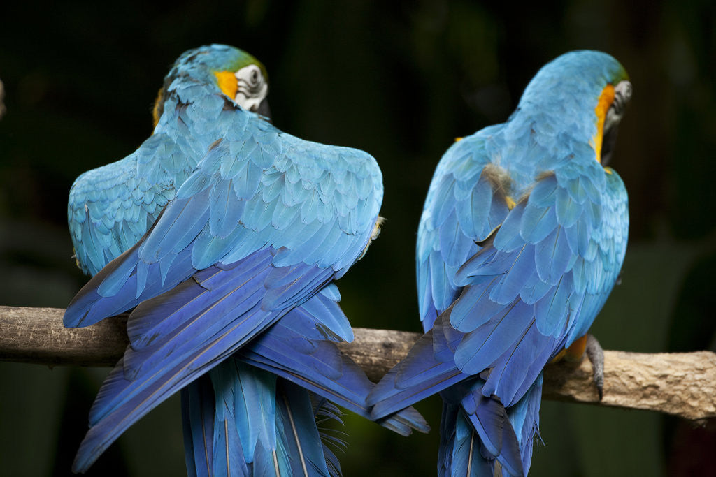 Detail of Blue-and-gold Macaws at Zoo Ave Park by Anonymous