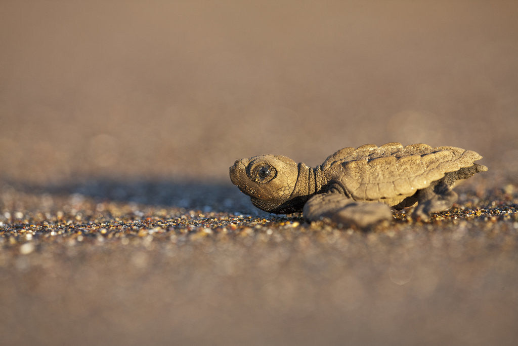 Hatchling Sea Turtle on the Beach in Costa Rica by Corbis
