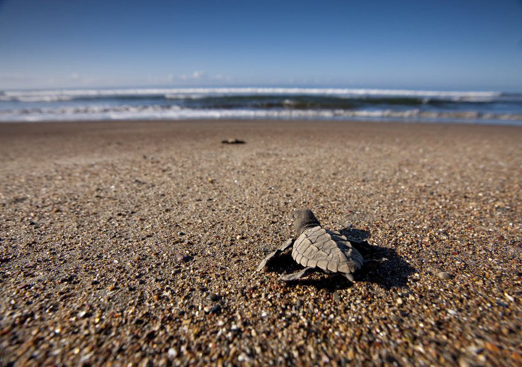 Detail of Hatchling Sea Turtle Heads to the Ocean by Anonymous