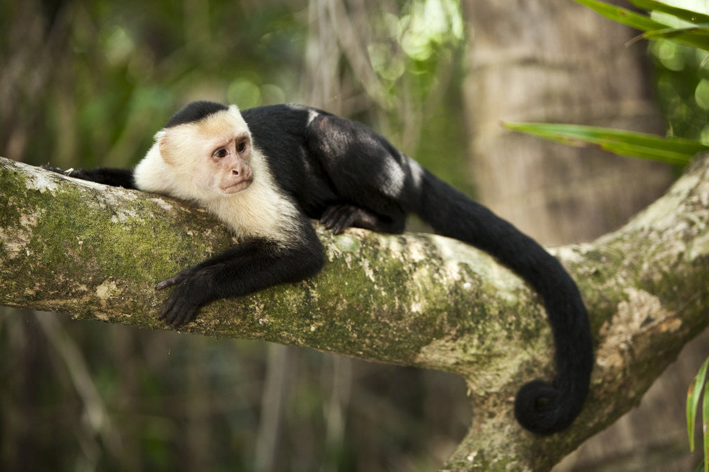 Detail of White-Faced Capuchin in a Tree in Manuel Antonio National Park by Anonymous