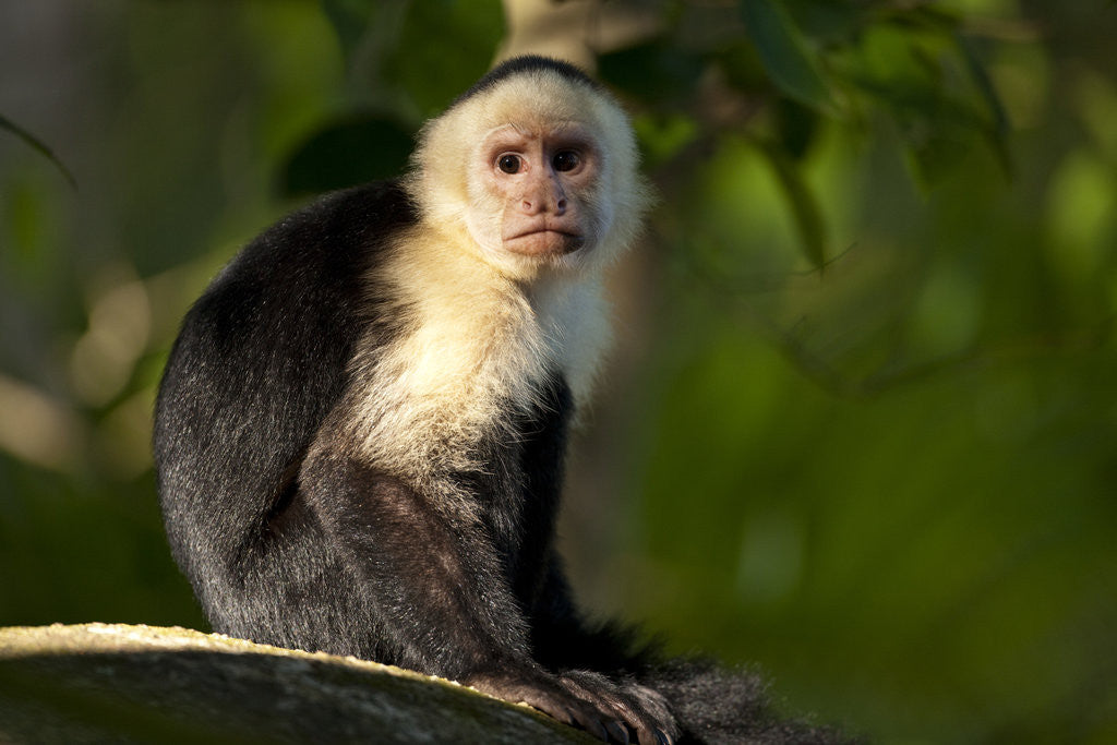 Detail of White-Faced Capuchin in a Tree in Manuel Antonio National Park by Anonymous