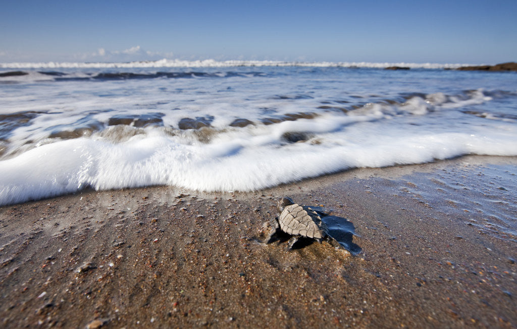 Detail of Hatchling Sea Turtle Heads to the Ocean by Anonymous