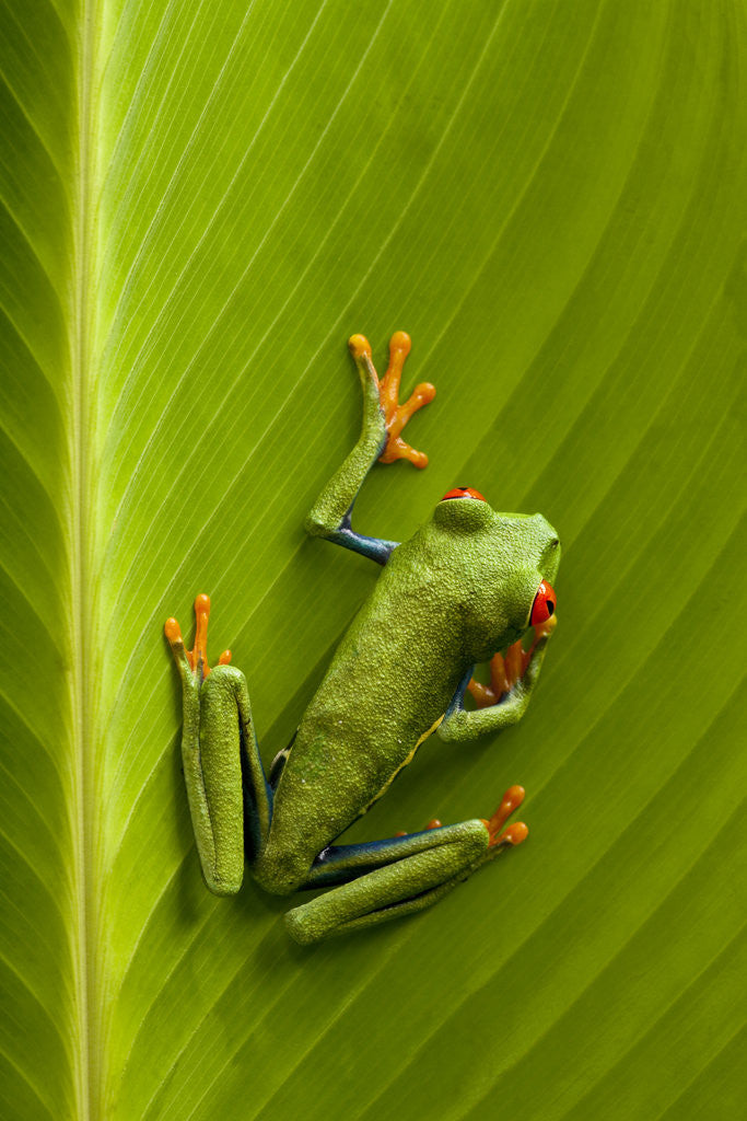 Detail of Tree Frog in Costa Rica by Anonymous