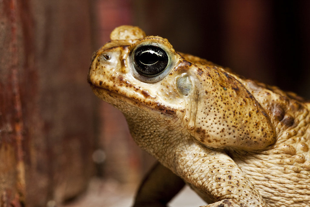 Detail of Poisonous Toad in Costa Rica by Anonymous