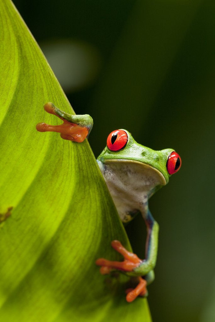 Detail of Red-eyed tree frog on leaf by Corbis