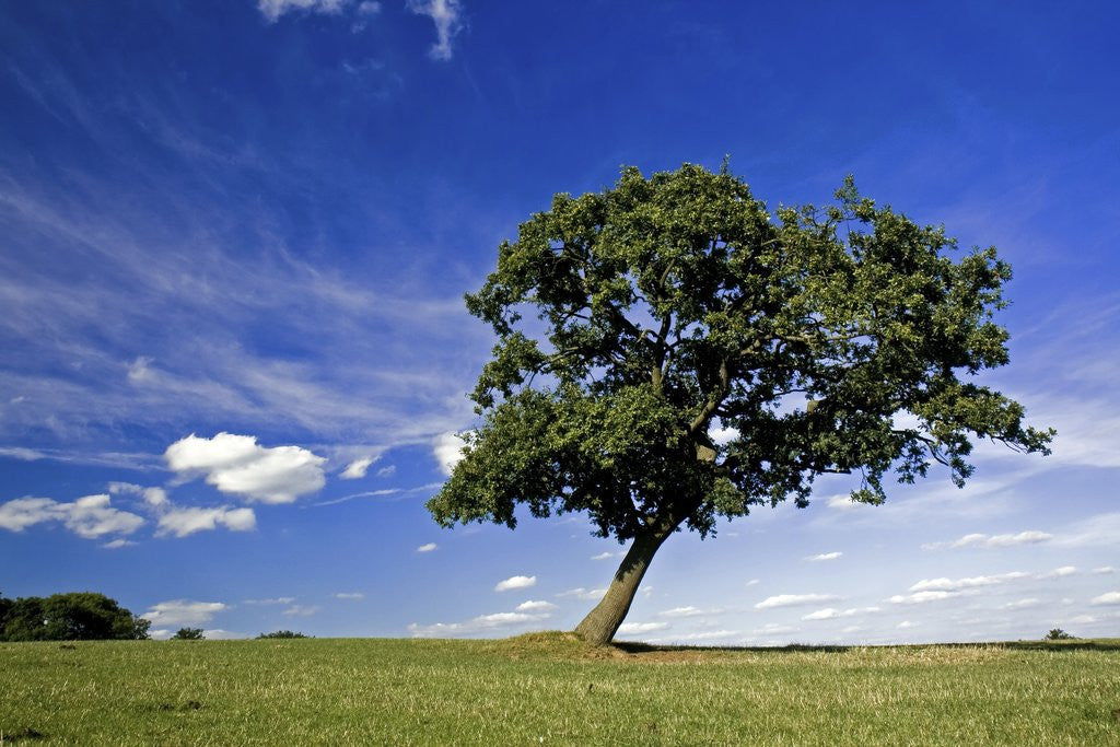 Detail of Lone tree at a meadow below a sunny blue sky by Anonymous