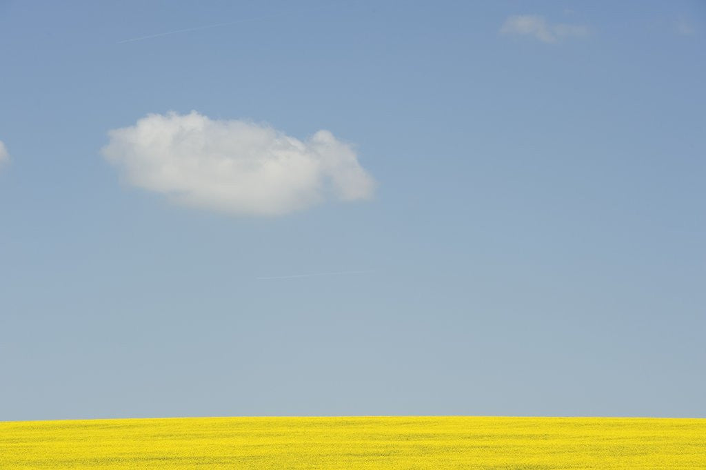Detail of Wiltshire landscape by Anonymous