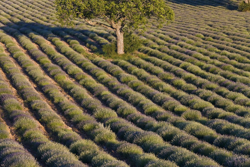 Detail of Tree in lavender field by Anonymous