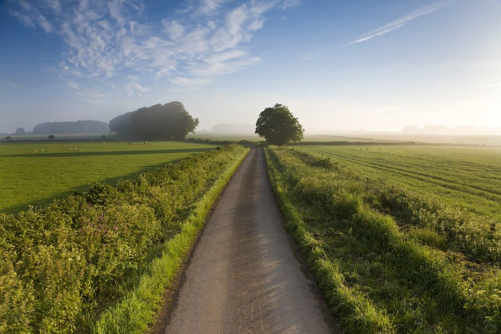 Detail of Country road between agricultural fields in England by Anonymous