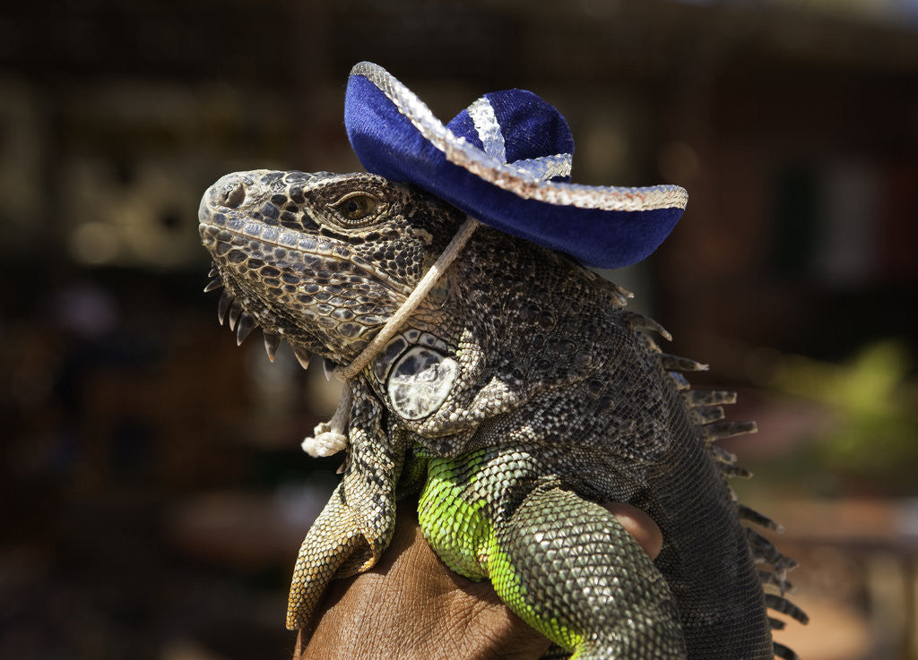 Detail of Iguana wearing a sombrero in Cabo San Lucas by Anonymous
