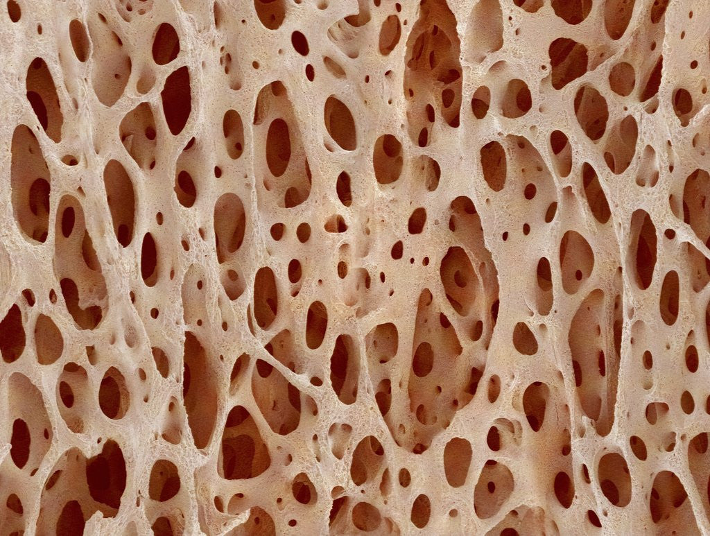 Detail of Bone tissue of a hen magnified x25 by Anonymous