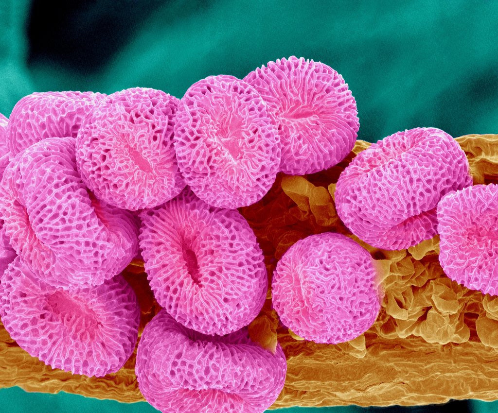 Detail of Geranium pollen at a magnification of x400 by Anonymous