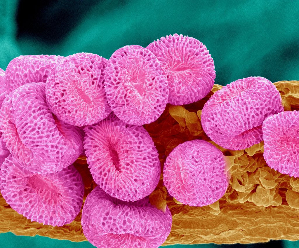 Detail of Geranium pollen at a magnification of x400 by Corbis