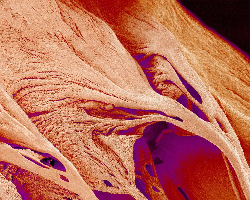 Detail of Surface of a valve of a rat heart by Anonymous