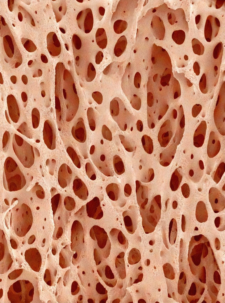 Detail of Bone tissue of a hen magnified x25 by Anonymous