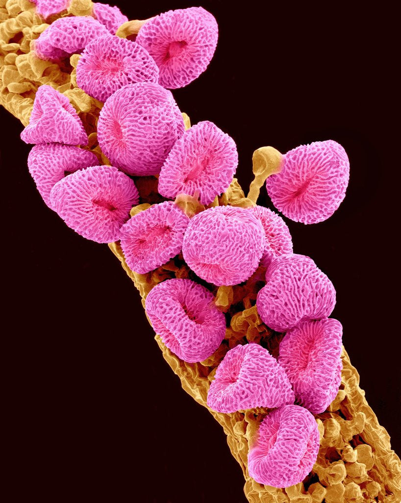 Detail of Geranium pollen at a magnification of x300 by Anonymous