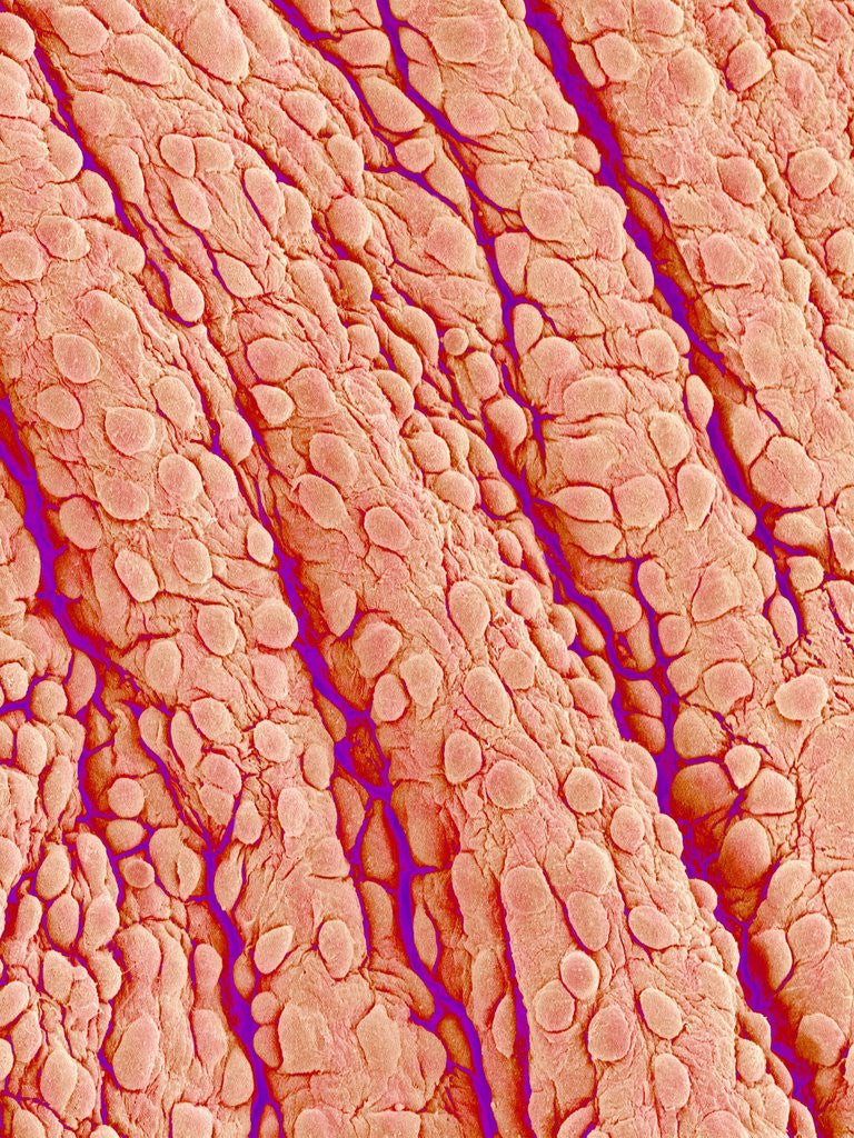 Detail of Surface of a valve of a rat heart by Anonymous