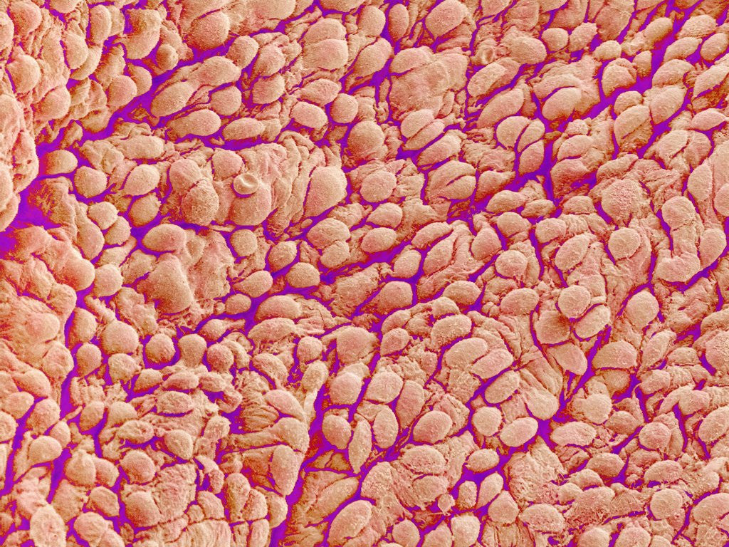 Detail of Surface of a valve of a rat heart by Anonymous