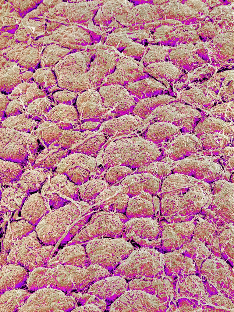 Detail of Surface of the pancreas of a rabbit by Anonymous