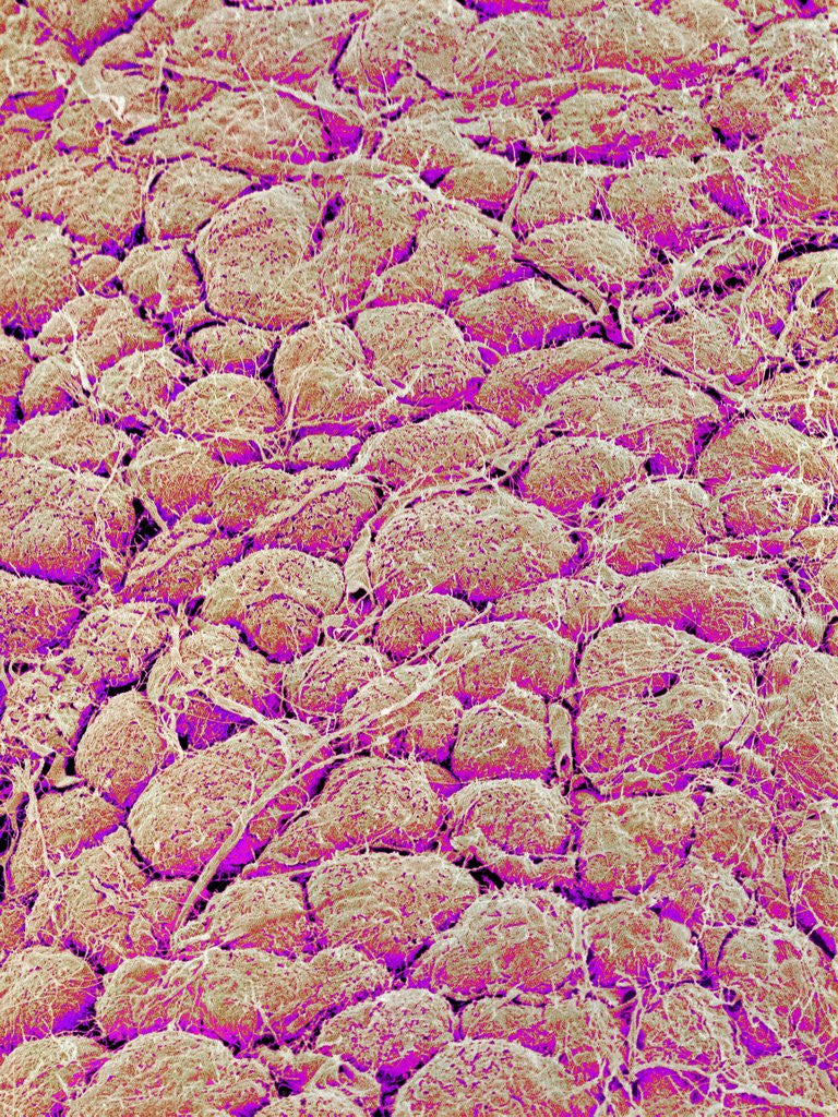 Detail of Surface of the pancreas of a rabbit by Corbis
