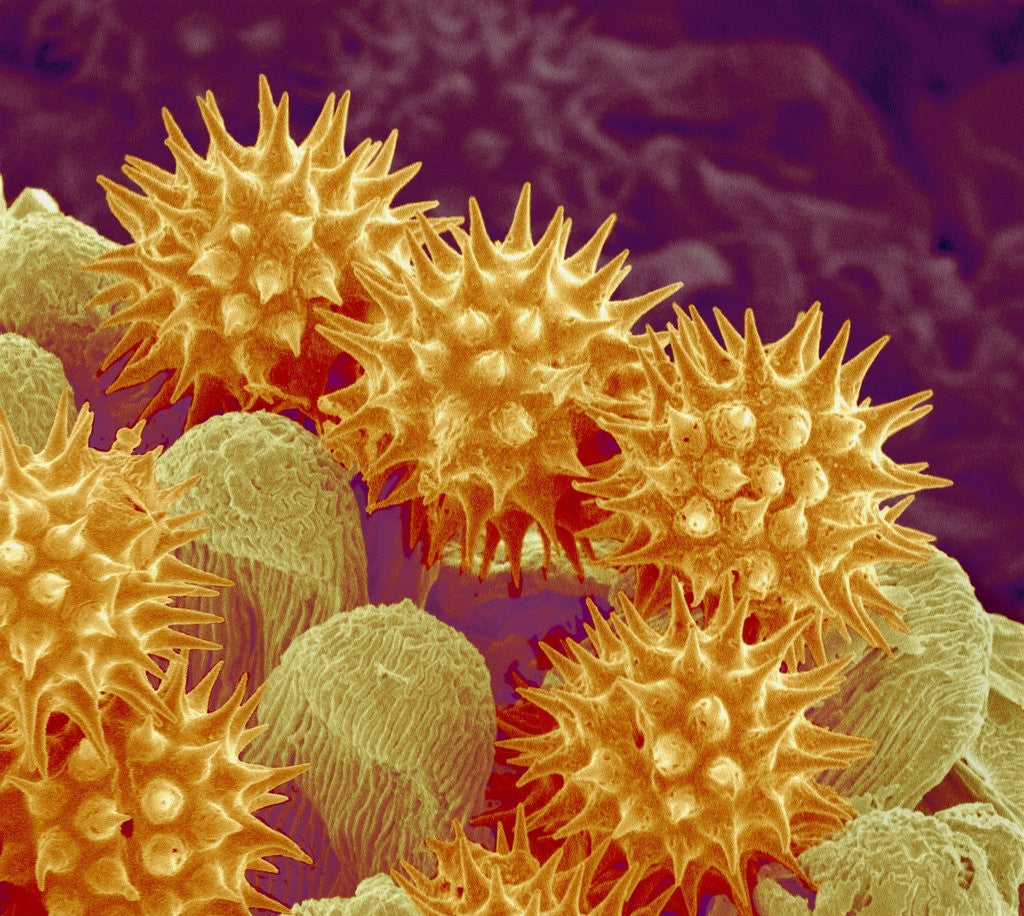 Detail of Sunflower pollen at a magnification of x1000 by Corbis