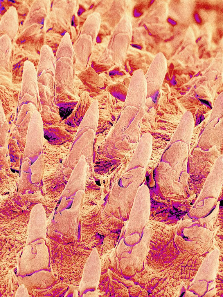 Detail of Tongue filiform papillae of a rabbit magnified x300 by Anonymous