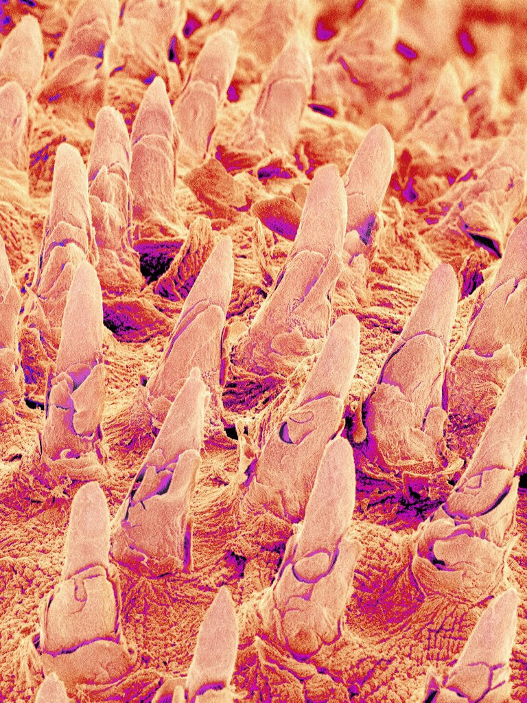 Detail of Tongue filiform papillae of a rabbit magnified x300 by Corbis