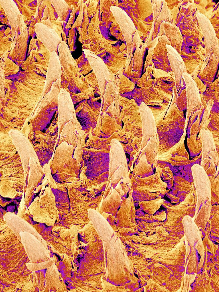 Detail of Tongue filiform papillae of a rabbit magnified x300 by Anonymous