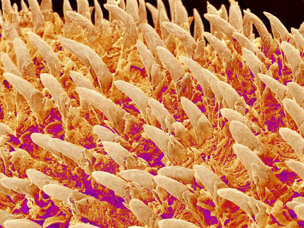 Detail of Tongue filiform papillae of a rabbit magnified x200 by Anonymous
