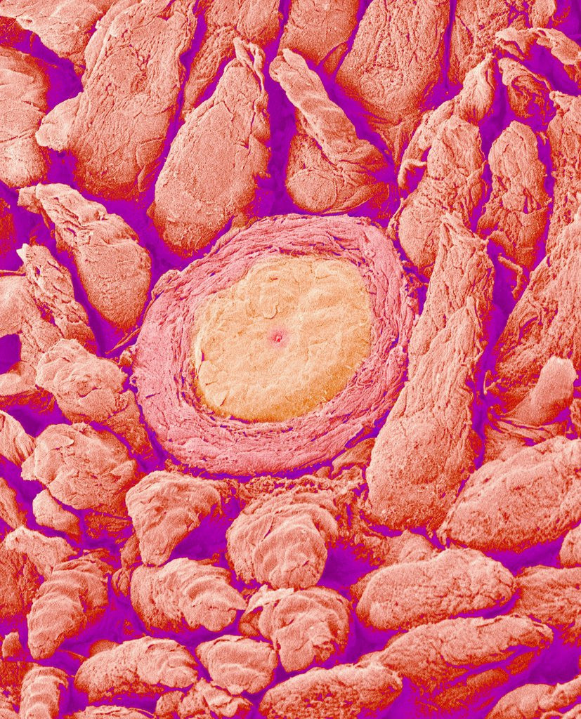 Detail of Taste bud cell and tongue filiform papillae of a rabbit magnified x300 by Anonymous