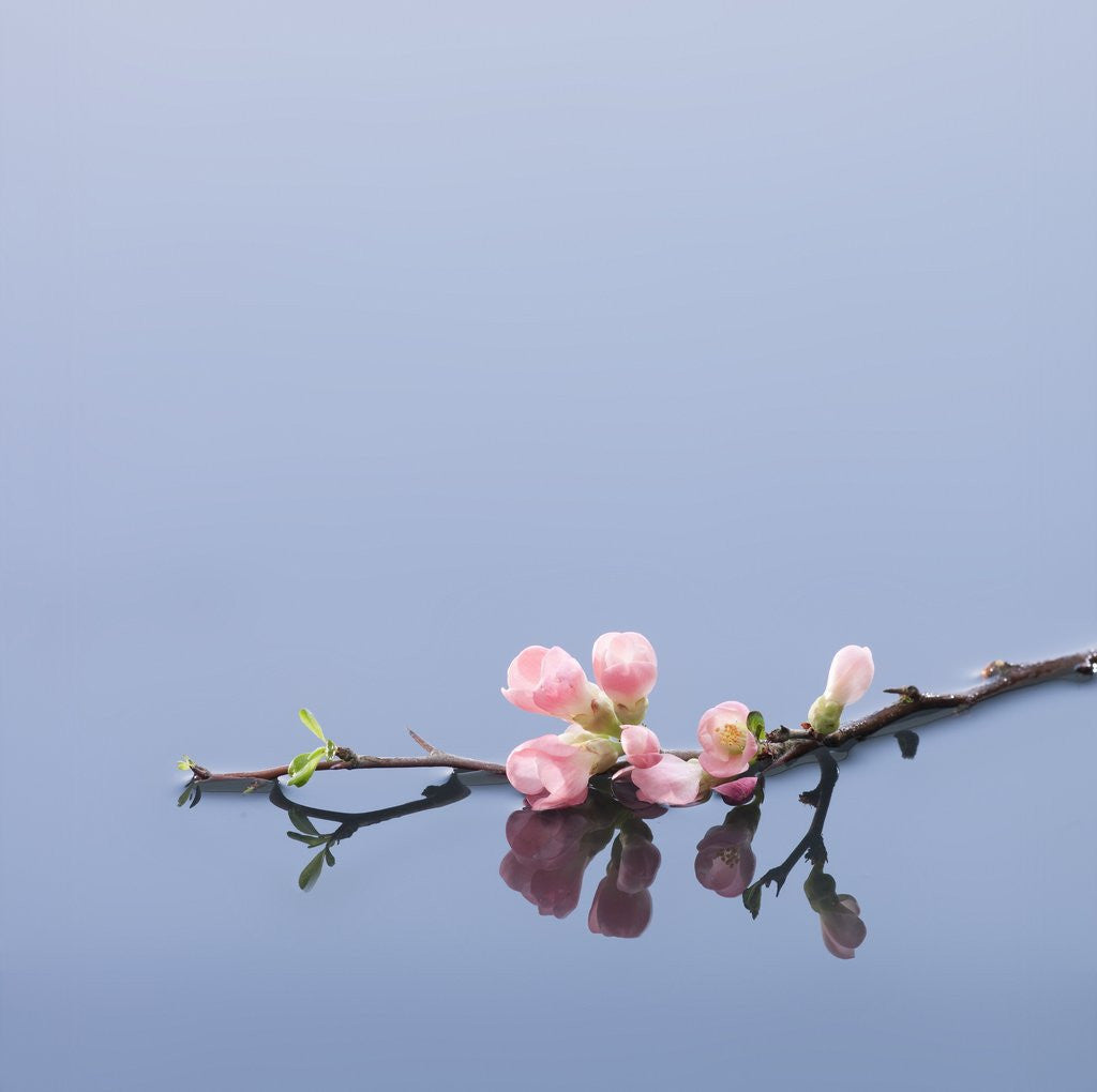 Detail of Cherry blossoms on water by Anonymous