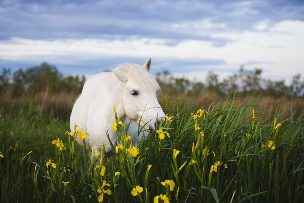 Detail of Camargue horse grazing on yellow iris by Corbis