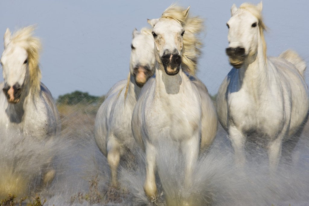 Detail of Camargue horses running in marsh by Corbis