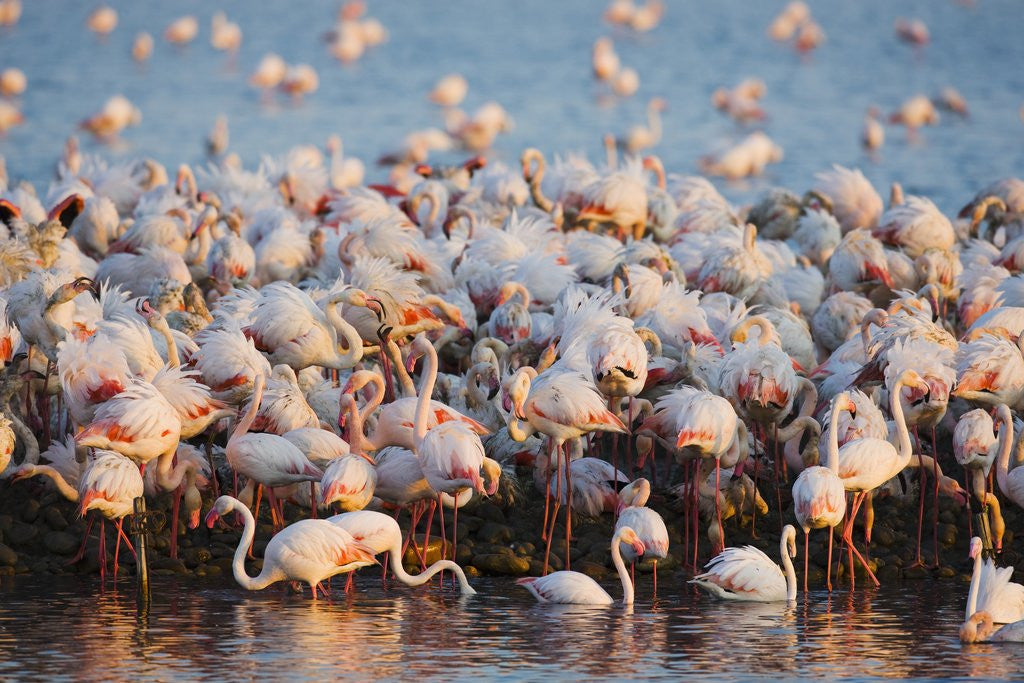 Detail of Greater flamingo colony in lagoon by Corbis