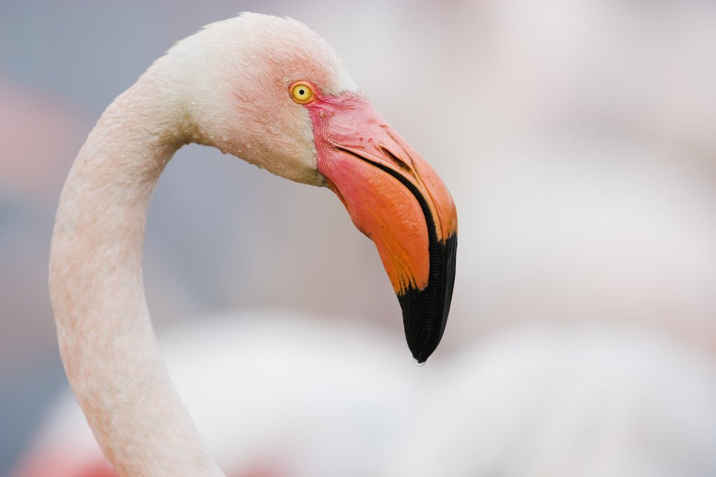 Detail of Greater Flamingo by Corbis