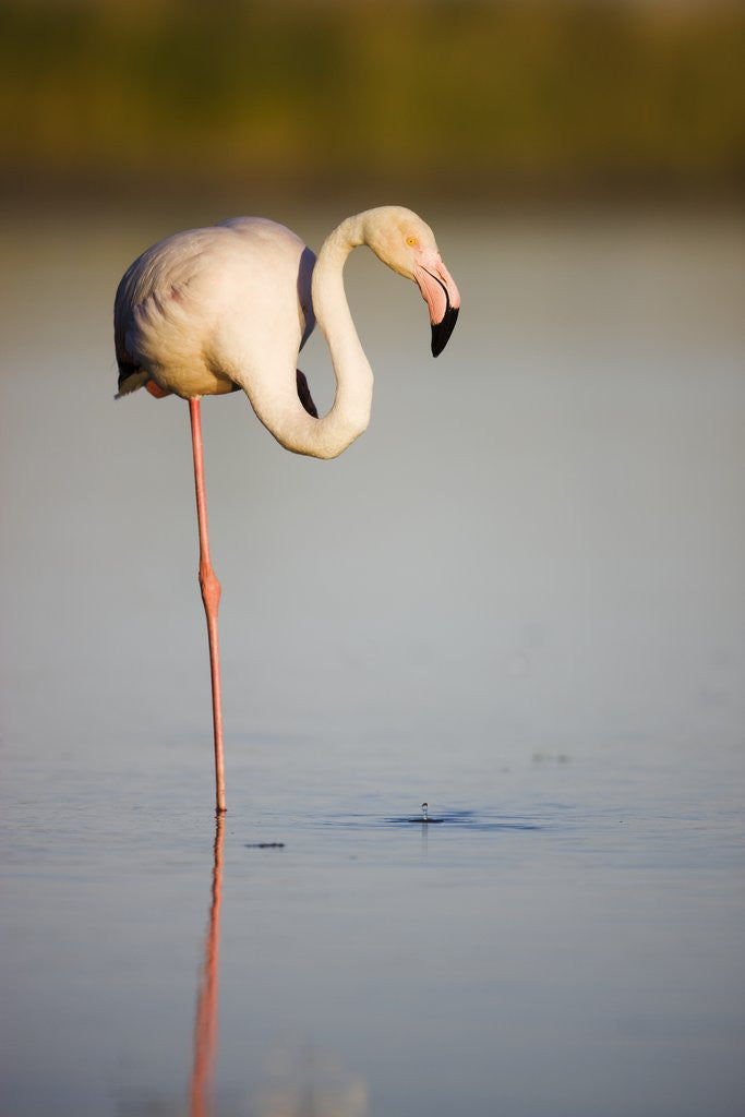 Detail of Greater flamingo in lagoon by Anonymous