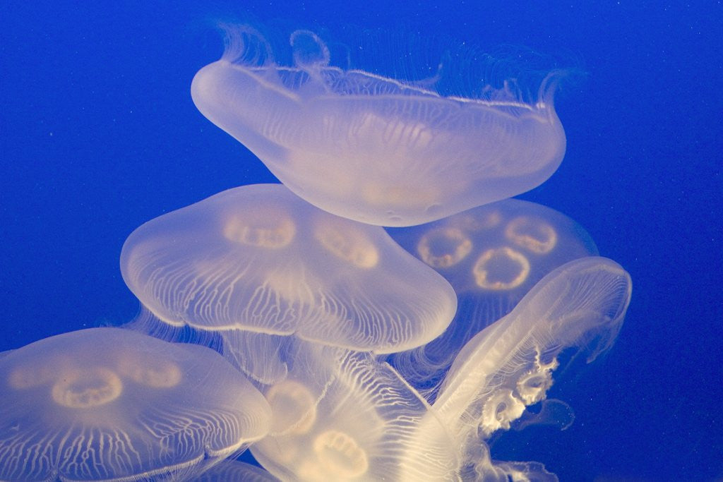 Detail of Moon jellies by Corbis