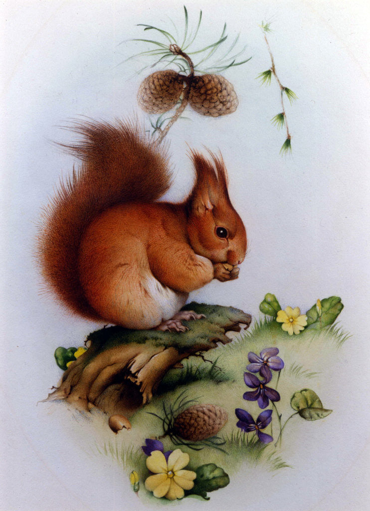 Detail of Red Squirrel with Primroses and Violets by Edward Julius Detmold
