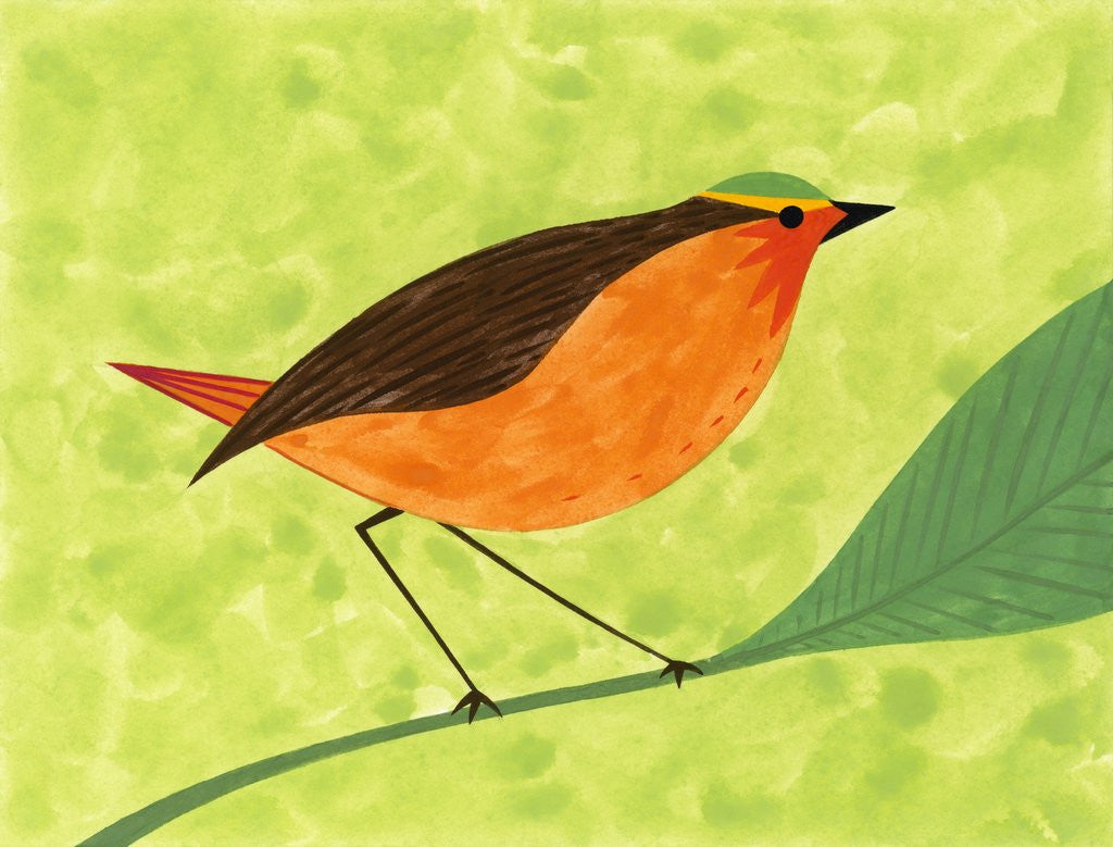 Detail of A Robin on a Branch by Corbis
