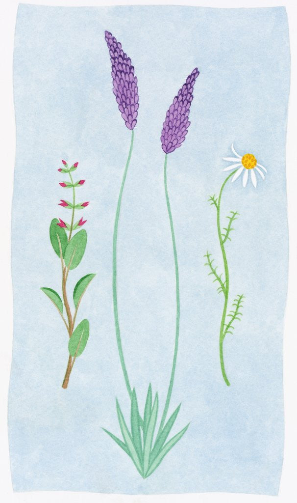 Detail of A Group of Blossoms by Anonymous