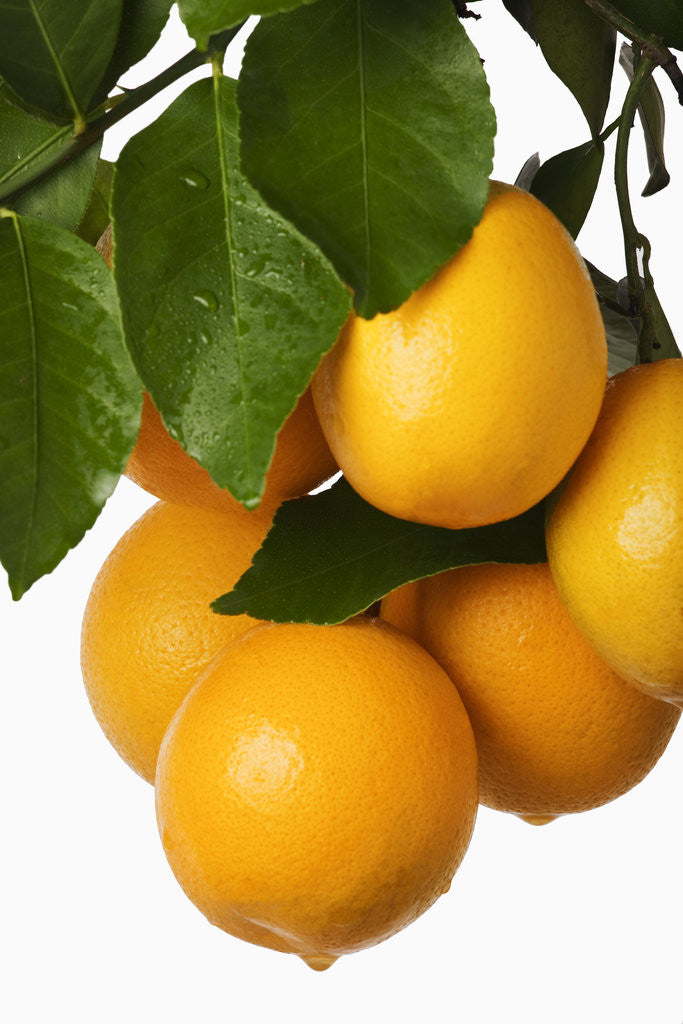 Detail of Oranges hanging from tree by Anonymous